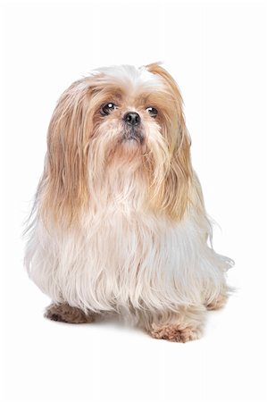 simsearch:400-06364127,k - long haired small dog in front of a white background Fotografie stock - Microstock e Abbonamento, Codice: 400-05889143