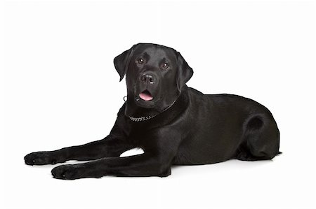simsearch:400-08314966,k - black Labrador in front of a white background Fotografie stock - Microstock e Abbonamento, Codice: 400-05889150