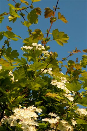 hawthorn tree with white flowers on sky Stock Photo - Budget Royalty-Free & Subscription, Code: 400-05889244