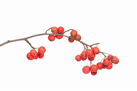 Hawthorn branch close up on white background Stock Photo - Budget Royalty-Free & Subscription, Code: 400-05889245