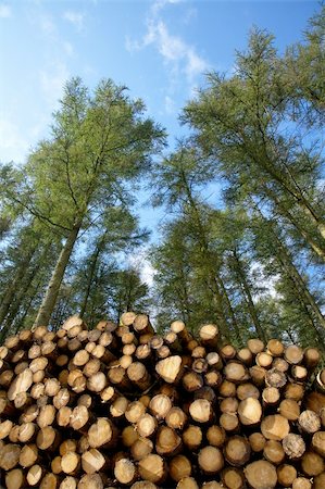 simsearch:400-05736665,k - Stack of freshly cut trees in a forest. Fotografie stock - Microstock e Abbonamento, Codice: 400-05889331