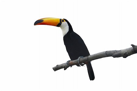 simsearch:400-04524943,k - The cut out toco toucan on a branch Photographie de stock - Aubaine LD & Abonnement, Code: 400-05889407