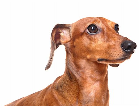 simsearch:400-04353812,k - dachshund over white background Stockbilder - Microstock & Abonnement, Bildnummer: 400-05889638