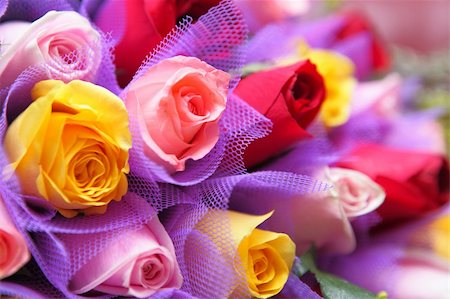simsearch:400-04842608,k - colourful rose Stock Photo - Budget Royalty-Free & Subscription, Code: 400-05889651