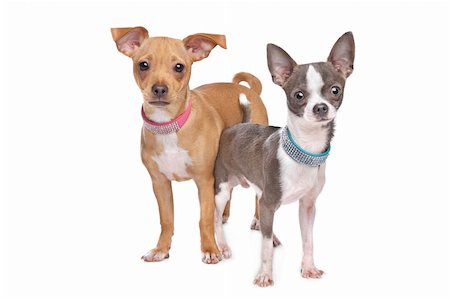 simsearch:400-05732957,k - chihuahua and a mix miniature pincher in front of a white background Foto de stock - Royalty-Free Super Valor e Assinatura, Número: 400-05889719