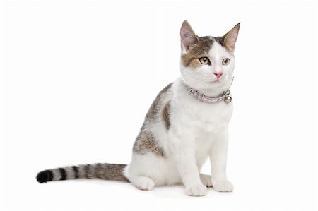 short-haired cat in front of a white background Stock Photo - Budget Royalty-Free & Subscription, Code: 400-05889721