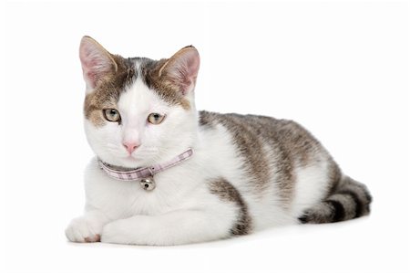 short-haired cat in front of a white background Photographie de stock - Aubaine LD & Abonnement, Code: 400-05889722