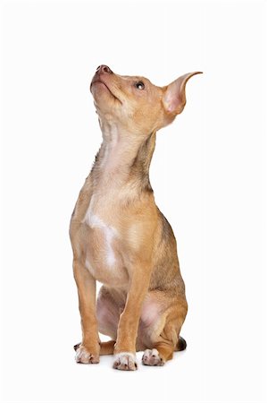 mixed breed chihuahua and miniature Pincher dog in front of a white background Stock Photo - Budget Royalty-Free & Subscription, Code: 400-05889737