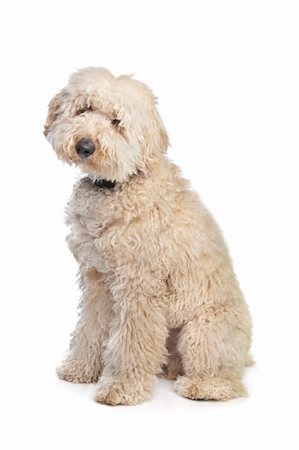 simsearch:400-05713947,k - Australian Labradoodle in front of a white background Stock Photo - Budget Royalty-Free & Subscription, Code: 400-05889732