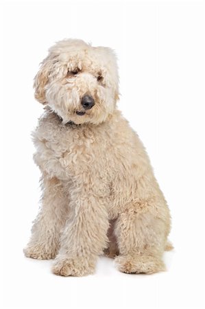 simsearch:400-05713947,k - Australian Labradoodle in front of a white background Stock Photo - Budget Royalty-Free & Subscription, Code: 400-05889733