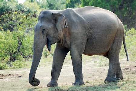 simsearch:400-04923236,k - Wild female elephant (lephus maximus vilaliya). Safari in a National Park Yala, Sri Lanka Stock Photo - Budget Royalty-Free & Subscription, Code: 400-05889861