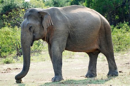 simsearch:400-04923236,k - Wild female elephant (lephus maximus vilaliya). Safari in a National Park Yala, Sri Lanka Stock Photo - Budget Royalty-Free & Subscription, Code: 400-05889862