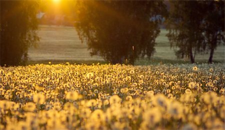 Yellow colorful sunset and dandelion field Stock Photo - Budget Royalty-Free & Subscription, Code: 400-05880027