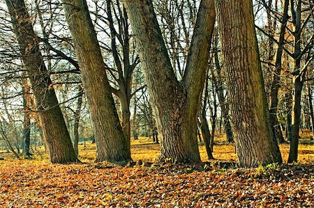 simsearch:400-07209254,k - Trunks of large old trees in the park Stock Photo - Budget Royalty-Free & Subscription, Code: 400-05880109