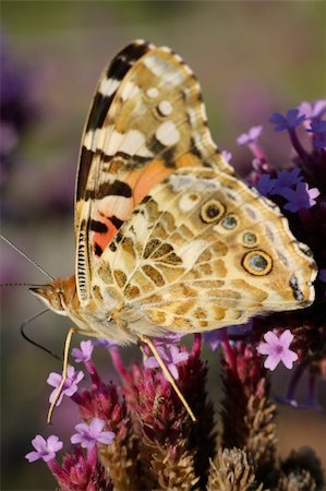 simsearch:400-07674888,k - Butterfly on a flower with naturaly background Foto de stock - Super Valor sin royalties y Suscripción, Código: 400-05880448