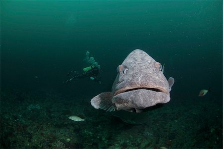 potato cod - A close up on a potato bass swimming along a reef, KwaZulu Natal, South Africa Stock Photo - Budget Royalty-Free & Subscription, Code: 400-05880877