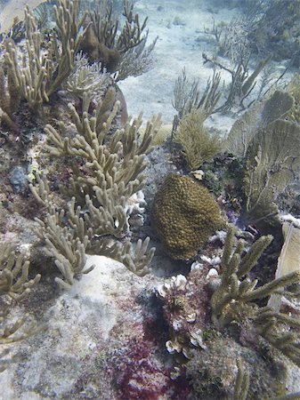 simsearch:400-04336991,k - Coral reef at the bottom of the ocean floor Photographie de stock - Aubaine LD & Abonnement, Code: 400-05880886