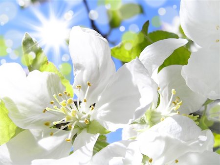 simsearch:400-04406530,k - Beautiful spring background. Flowering cherries in the sun Stock Photo - Budget Royalty-Free & Subscription, Code: 400-05880906