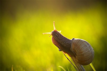 simsearch:400-04885204,k - Beautiful snail crawling up the plant Photographie de stock - Aubaine LD & Abonnement, Code: 400-05880915