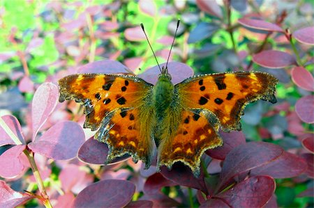 falena - Kingdom:Animalia  Phylum:Arthropoda  Class:Insecta  Order:Lepidoptera  Family:Nymphalidae  Tribe:Nymphalini  Genus:Polygonia  Species:P. c-album Fotografie stock - Microstock e Abbonamento, Codice: 400-05880984