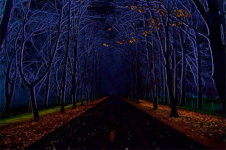 Abstract image of the avenue of trees - vista Stock Photo - Budget Royalty-Free & Subscription, Code: 400-05881076