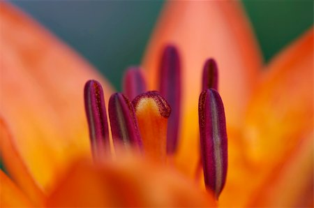 simsearch:400-05128577,k - Detail - close-up - of the bloom of lily Stockbilder - Microstock & Abonnement, Bildnummer: 400-05881073