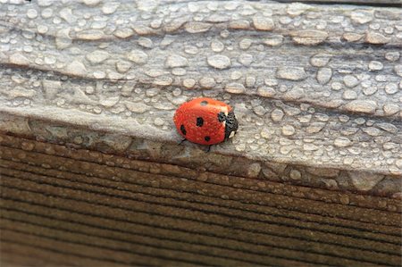 Dew Covered Ladybug on Wood waits for the Sun to Dry Out Photographie de stock - Aubaine LD & Abonnement, Code: 400-05881145