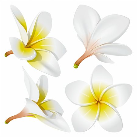 plumeria - Frangipani (Plumeria). Hawaii, Bali (Indonesia), Shri-Lanka tropical necklace flowers. Vector Illustration Photographie de stock - Aubaine LD & Abonnement, Code: 400-05881431