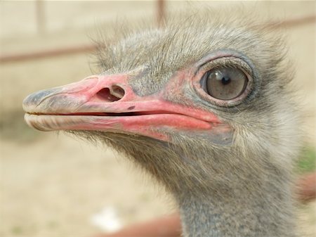 ostrich Photographie de stock - Aubaine LD & Abonnement, Code: 400-05881605