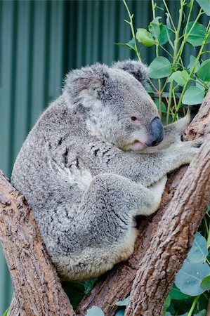 simsearch:400-04274699,k - Australian iconic animal, Koala bear. Grey animal on green tree background. Stock Photo - Budget Royalty-Free & Subscription, Code: 400-05881812