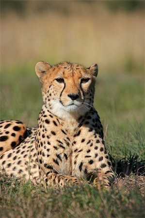 front view of a cheetah - Cheetah (Acinonyx jubatus) lying in the grass, South Africa Stock Photo - Budget Royalty-Free & Subscription, Code: 400-05882054