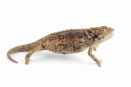 simsearch:400-03934181,k - Dwarf African Chameleon (Bradypodium karrooicum) on white Stock Photo - Budget Royalty-Free & Subscription, Code: 400-05882057