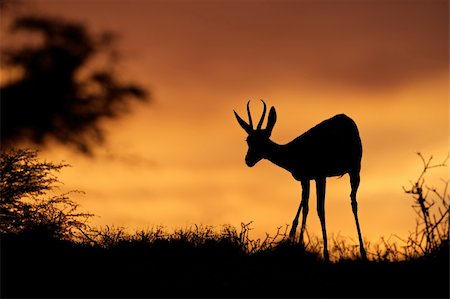 simsearch:400-04343506,k - Springbok antelope (Antidorcas marsupialis) silhouetted against a red sky, Kalahari desert, South Africa Foto de stock - Royalty-Free Super Valor e Assinatura, Número: 400-05882060