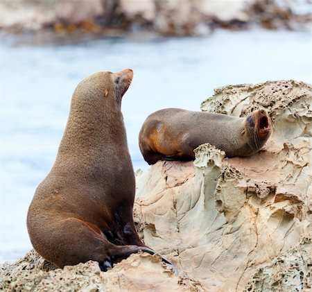 simsearch:400-06094384,k - Hooker's Seal Lions on a rock on the New Zealand coast. Fotografie stock - Microstock e Abbonamento, Codice: 400-05882256
