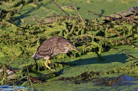 a juvenile of black crowned night heron (Nycticorax nycticorax) Fotografie stock - Microstock e Abbonamento, Codice: 400-05882332