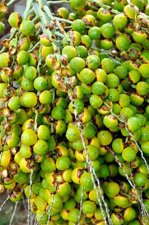 Palm tree fruit - Neodypsis - botanical garden Funchal, Madeira Stock Photo - Budget Royalty-Free & Subscription, Code: 400-05882413