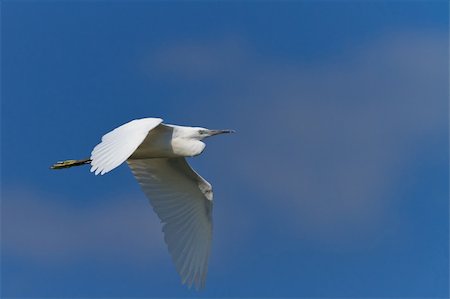 simsearch:400-08071231,k - Little egret (Egretta garzetta) in flight on a blue sky. Location: Danube Delta, Romania Photographie de stock - Aubaine LD & Abonnement, Code: 400-05882587
