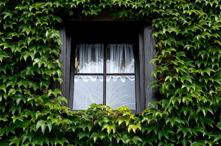 Small dark window covered with green ivy a summer day. Foto de stock - Super Valor sin royalties y Suscripción, Código: 400-05882690