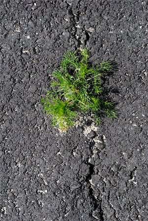 Green weeds break through cracks in black asphalt road. Stock Photo - Budget Royalty-Free & Subscription, Code: 400-05882693