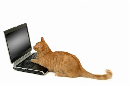 Cat is using laptop computer isolatede on a white background Stock Photo - Budget Royalty-Free & Subscription, Code: 400-05882808