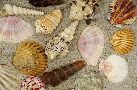Collection with many different shells in the sand Stock Photo - Budget Royalty-Free & Subscription, Code: 400-05882834