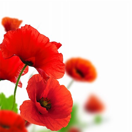 simsearch:400-05891971,k - Red poppies over a white background. Border floral design for an angle of page. Closeup of the flowers with focus and blur effect Stock Photo - Budget Royalty-Free & Subscription, Code: 400-05883156