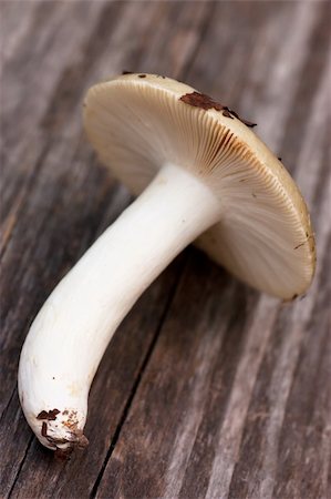stipe - Close up view of brown cup boletus over wood background Stock Photo - Budget Royalty-Free & Subscription, Code: 400-05883281