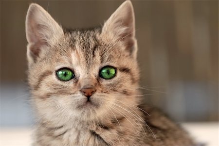 little mixed-breed baby cat with green eyes Stock Photo - Budget Royalty-Free & Subscription, Code: 400-05883304
