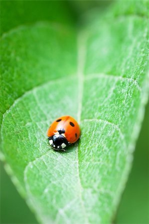 simsearch:400-05883361,k - Macro view of ladybug sitting on a green leaf Photographie de stock - Aubaine LD & Abonnement, Code: 400-05883354