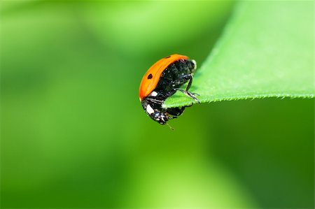 simsearch:400-05883361,k - Macro view of ladybird sitting on a green leaf Photographie de stock - Aubaine LD & Abonnement, Code: 400-05883356