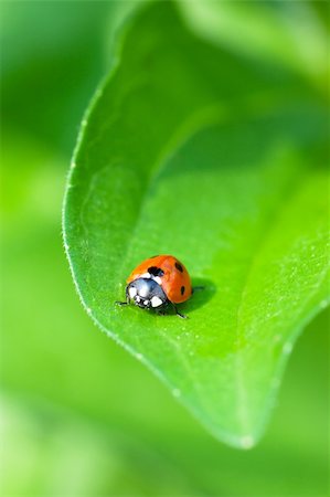 simsearch:400-05883361,k - Macro view of ladybird sitting on a green leaf Photographie de stock - Aubaine LD & Abonnement, Code: 400-05883361