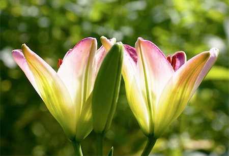 simsearch:400-05883363,k - A pair of open lilies and one closed lily in a garden Photographie de stock - Aubaine LD & Abonnement, Code: 400-05883363