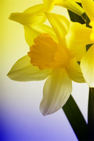 easter lily background - Close up view of white narcissus stylized with two colors Stock Photo - Budget Royalty-Free & Subscription, Code: 400-05883372
