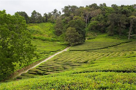 simsearch:400-04804407,k - Azores tea fields at Sao Miguel island Stock Photo - Budget Royalty-Free & Subscription, Code: 400-05883564